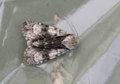 Orekveldfly (Acronicta alni)