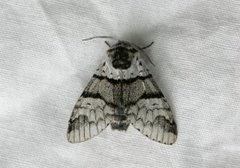 Poplar Kitten (Furcula bifida)