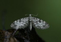 Grandvergmåler (Eupithecia tantillaria)