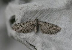 Strekdvergmåler (Eupithecia exiguata)