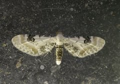 Hvit dvergmåler (Eupithecia centaureata)