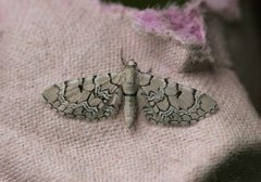 Marmordvergmåler (Eupithecia venosata)