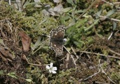Grizzled Skipper (Pyrgus malvae)