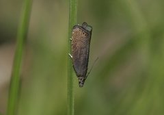 Grå rotvikler (Dichrorampha plumbana)