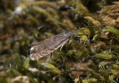 Grå rotvikler (Dichrorampha plumbana)