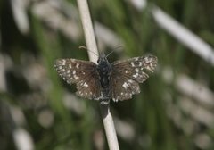 Grizzled Skipper (Pyrgus malvae)