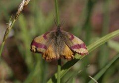 Purpurmåler (Lythria cruentaria)