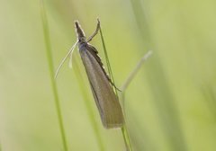 Yellow Satin Veneer (Crambus perlella)