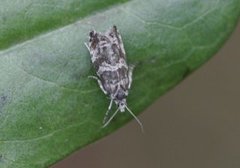 Stripet grankveldvikler (Epinotia tedella)