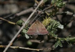 Blåfjærfly (Phytometra viridaria)