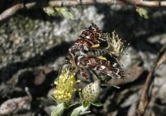 Rødt heifly (Anarta myrtilli)