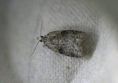 Common Tortrix (Capua vulgana)