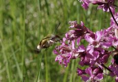 Broad-bordered Bee Hawk-moth (Hemaris fuciformis)