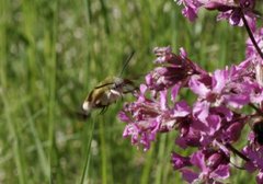 Bredkantet humlesvermer (Hemaris fuciformis)