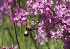 Broad-bordered Bee Hawk-moth (Hemaris fuciformis)
