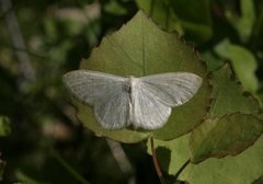 Smoky Wave (Scopula ternata)