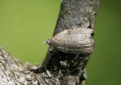 Skogbåndvikler (Capua vulgana)