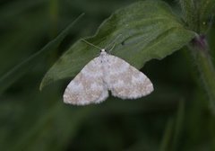 Gul lundmåler (Perizoma flavofasciata)