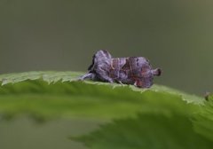 Dvergstjertspinner (Clostera pigra)