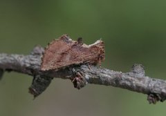 Kameltannspinner (Ptilodon capucina)
