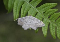 Furubuemåler (Macaria liturata)