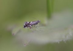 Glyphipterix simpliciella