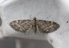 Vinkeldvergmåler (Eupithecia vulgata)