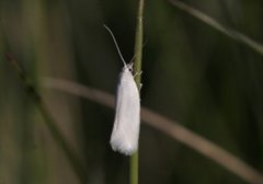 Elachista argentella