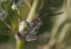 Ryllikpraktvikler (Aethes smeathmanniana)