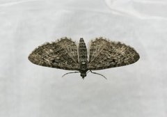 Lerkedvergmåler (Eupithecia lariciata)
