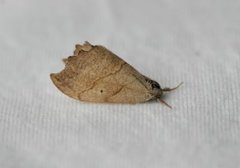 Scalloped Hook-tip (Falcaria lacertinaria)