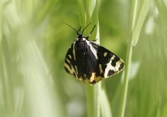 Wood Tiger (Parasemia plantaginis)