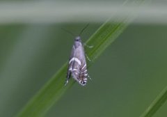 Sedge Fanner (Glyphipterix forsterella)