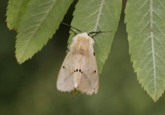 Gul tigerspinner (Spilarctia lutea)