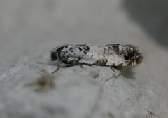 Marbled Bell (Eucosma campoliliana)