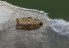 Chequered Fruit-tree Tortrix (Pandemis corylana)