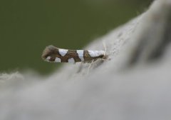 Gold-ribbon Argent (Argyresthia brockeella)