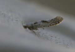 Netted Argent (Argyresthia retinella)