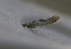 Argyresthia retinella