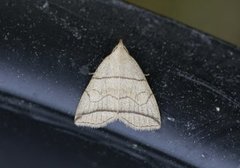Small Fan-foot (Herminia grisealis)