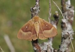 Eikespinner (Lasiocampa quercus)