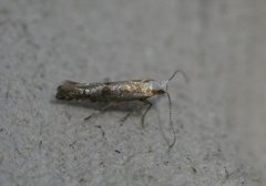 Juniper Argent (Argyresthia dilectella)