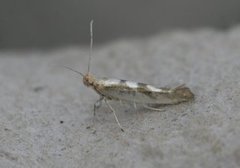Sallow Argent (Argyresthia pygmaeella)