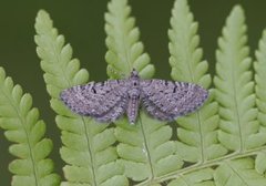 Einerdvergmåler (Eupithecia intricata)