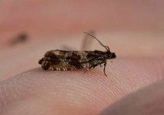 Thyme Marble (Celypha cespitana)