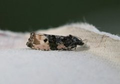 Black-spot Marble (Hedya atropunctana)