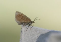Rannoch Looper (Macaria brunneata)