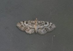 Cloaked Pug (Eupithecia abietaria)