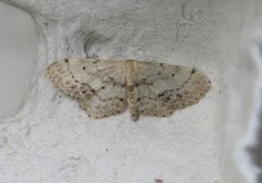 Flekkengmåler (Idaea dimidiata)