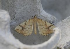 Gul bærmåler (Eulithis mellinata)